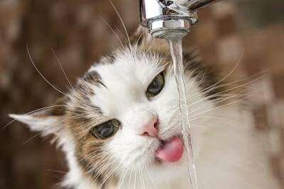 кошка пьет воду.jpg