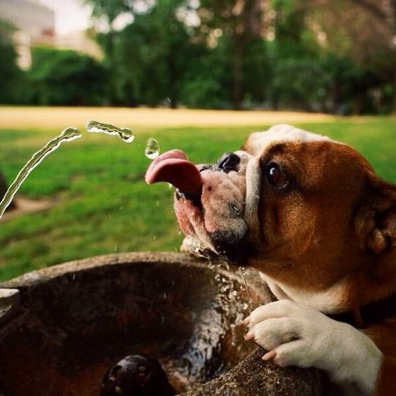 собака пьет воду.jpg